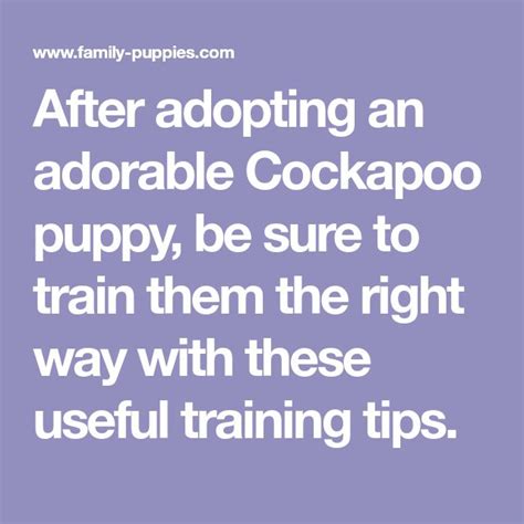 After Adopting An Adorable Cockapoo Puppy Be Sure To Train Them The