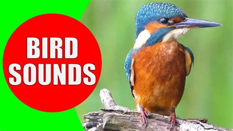 Bird Sounds For Kids Part 1 Bird Identification Children Learn