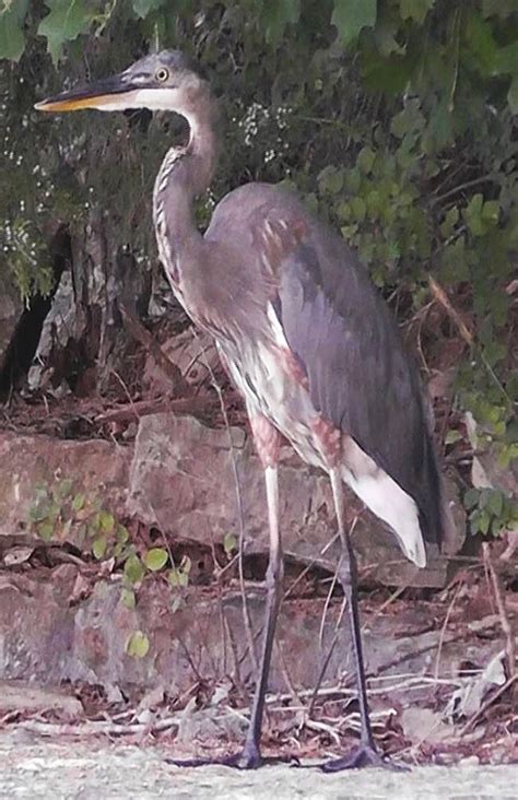 A Great Blue Heron Can Be Described As Reppert Wenctim