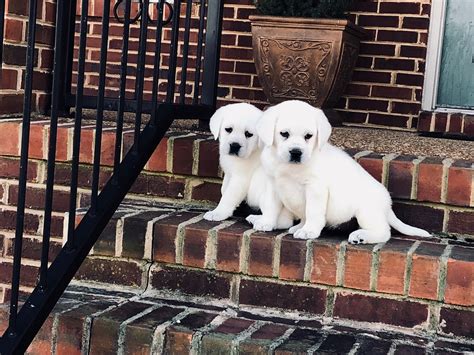 Both have the same pure, iridescent white coat with … here's a little bit of history: Snow White Lab Breeders & Polar Bear Labs For Sale at Twin Ponds Labradors