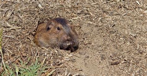 Pest control, mastercard accepted, insect control, bird control, bee removal, discover accepted, visa accepted, american express accepted, orkin, ant control, terminix, termite control, bat control, rodent control. Where Do Pocket Gophers Live? Prevention & Control of ...