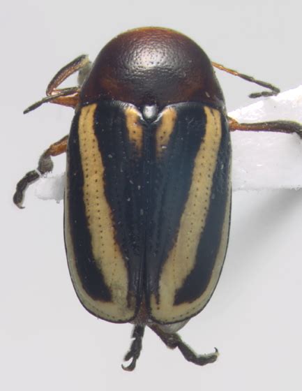 Chrysomelidae Bassareus Lituratus Dorsal Cryptocephalus Calidus