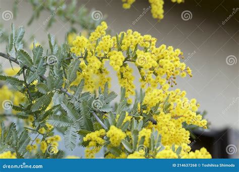 Close Up Of Yellow Mimosa Flowers That Signal The Arrival Of Spring