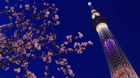 Japans Pink Heaven The Cherry Blossoms Hotels Direct Buy