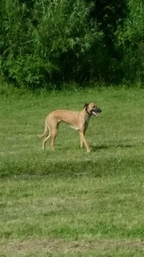 Whippet Lurcher Cross Saluki Greyhound In Spennymoor County Durham