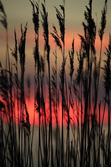 Reeds In The Sunset Sunset Beautiful Nature Nature Photography