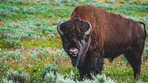 American Bison Fact Sheet Blog Nature Pbs
