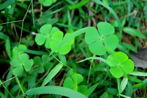 Premium Photo Bunch Of Vibrant Green Four Leaf Clovers In The Grass Field