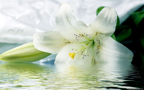 Lily Flower Wallpaper Hd