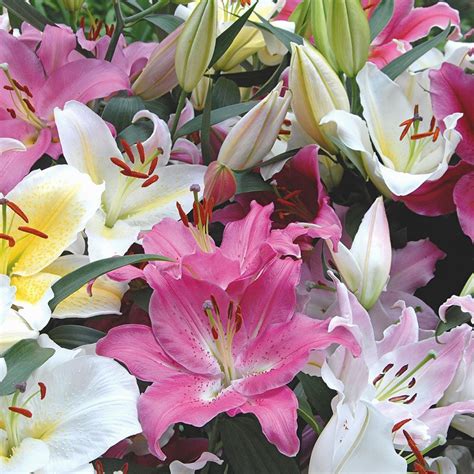 Lilies Lily Flowers Lily Bulbs Lily Gardens And More White Flower Farm