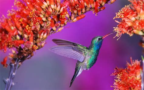 Wallpaper home style flower wallpaper pink wallpaper. Wallpaper Birds and Flowers (61+ images)