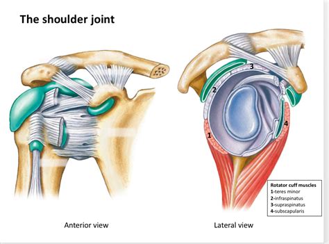 Dissection image of cartilage of glenohumeral joint in green. Shoulder Joint Anatomy Diagram Easy / 2 Shoulder Joint Its Applied Anatomy 07 1 / The ...