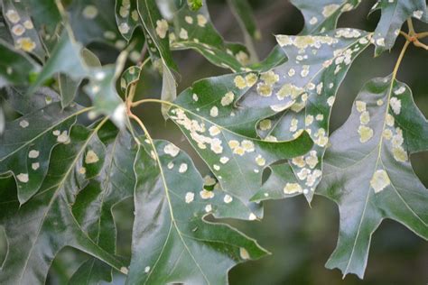 Ncsu Pdic Sample Of The Week Oak Leaf Blister
