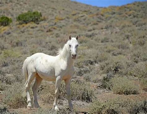 white mustang omg horses animals wild horses