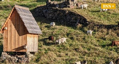 Warum sich die Ziegenfreunde Bermersbach auch um Heuhütten kümmern