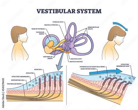 Vestibular System Anatomy And Inner Ear Medical Structure Outline