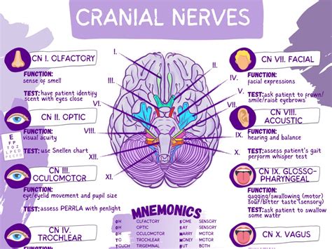 Cranial Nerves And Functions Worksheet Template Student Nurse Review