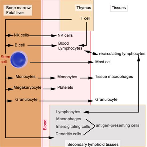 Immunology Laboratory Basic Concepts