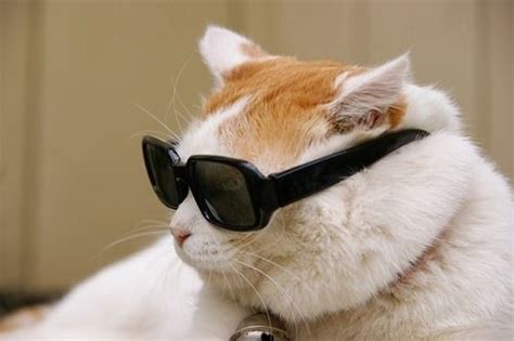 45 Cats Wearing Glasses Cat Wearing Glasses Cat Glasses Wearing Glasses