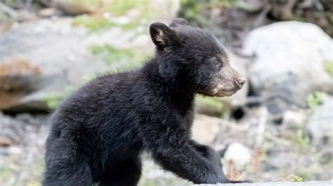 Baby Black Bear Cubs Starting To Explore Youtube