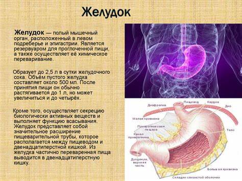 Больной желудок и кишечник диета Желудочно-кишечный тракт человека - презентация онлайн Желудочно-кишечный тракт человека - презентация онлайн Больной желудок и кишечник диета