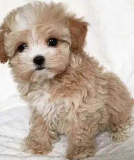 Beautiful Maltese Poo Puppies Available Dogs In Kuwait City Al Was