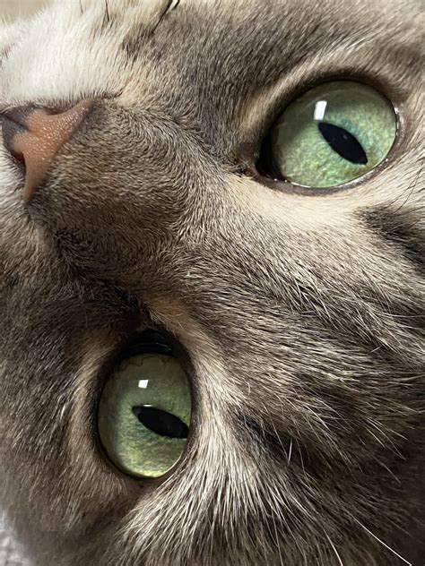 Those Eyes Rcats