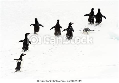 Adelie Penguins Running On Ice Canstock