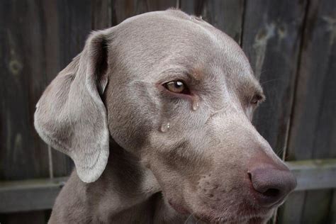 ¿por Qué Los Perros Lloran Cuando Ven A Su Dueño