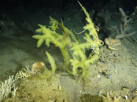 Mesophotic Habitats Flower Garden Banks National Marine Sanctuary