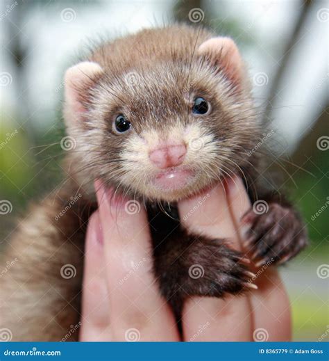 Person Holding Ferret Stock Image Image Of Baby Sable 8365779