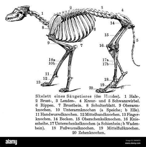 Mole Skeleton Diagram Human Body Anatomy