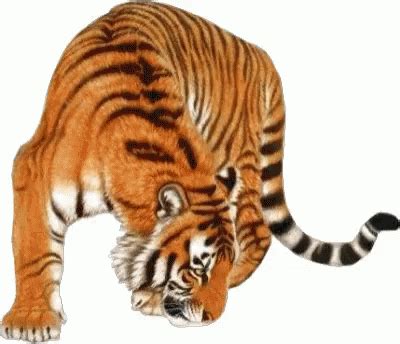 Tiger Gif Tiger Discover Share Gifs