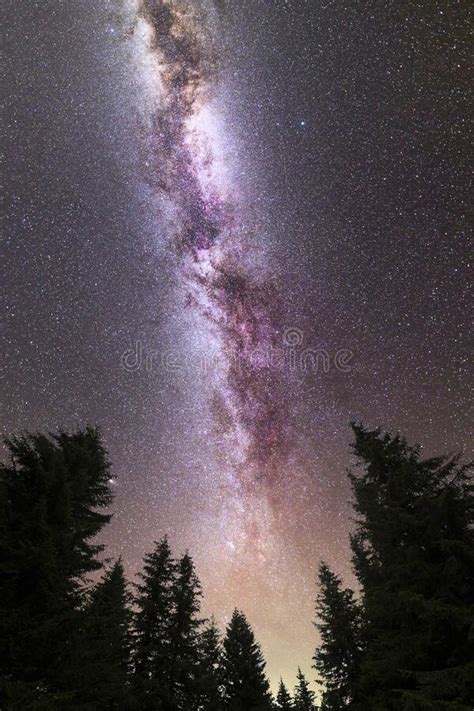Purple Milky Way Falling Stars Pine Trees Silhouette Stock Photo