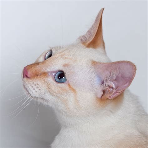 Newborn Flame Point Siamese Kitten Us Pets Love