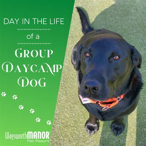 A Day In The Life Of A Group Daycamp Dog Wagsworth Manor Pet Resort