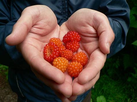 Berries From Alaska Alaska Wild Berry Products