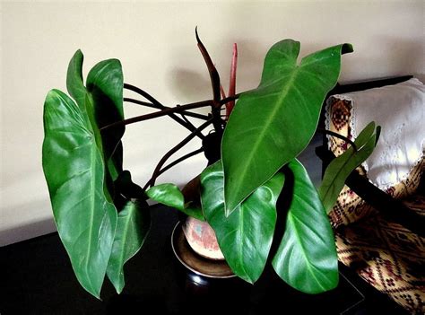 How To Grow Philodendron Indoors Easily