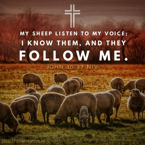My Sheep Listen To My Voice I Live For Jesus