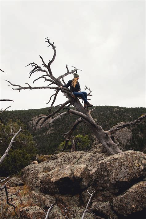 Woman Climbing A Tree In Rocky Mountain National Park Colorado By