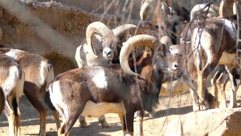 Mouflon Ovis Orientalis Group Subspecies Wild Stock Footage Video 100