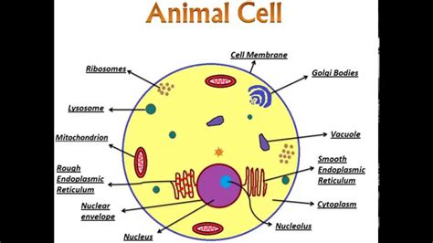 In this animal cell structure learning exercise, students draw an animal cell. An Introduction to Animal Cell and its organelles - YouTube
