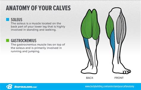 Muscular Strength Fitness Want To Grow Those Stubborn Calves Study
