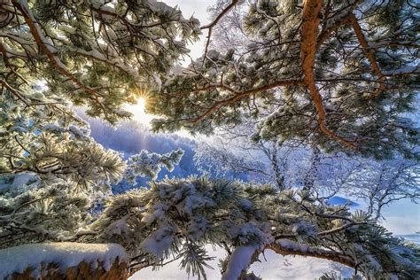Pine Branches Covered In Snow Hd Wallpaper Background Image