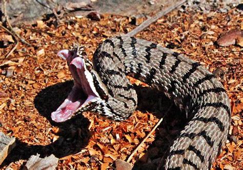 Detailansicht einer weiblichen goliath vogelspinne. "Die giftigsten Tiere der Welt" in Tramin - UnserTirol24