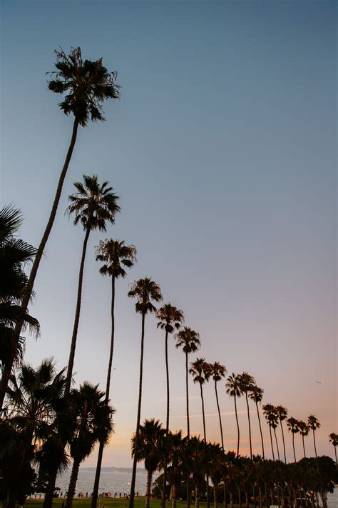 La Jolla Coves Palms Palm Tree Sunset California Palm Trees Palm