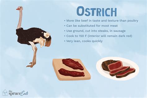 Ostrich Nutrition Blog Dandk