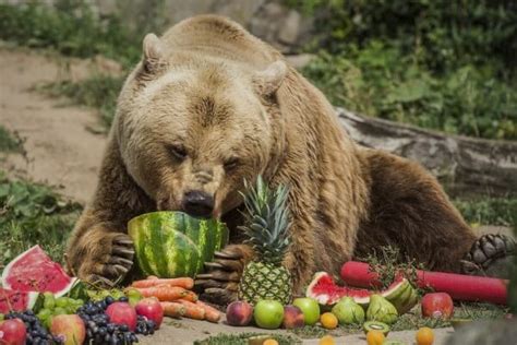 ¿qué comen los osos en monterrey