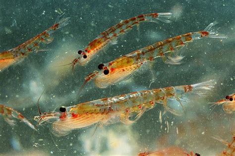 Krill Oil What Should I Know About It