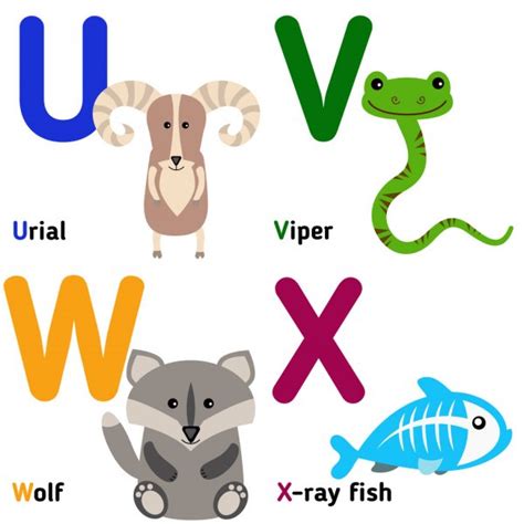 Es wird spannend, wie sich das unternehmen in den nächsten . Ładny ogród zoologiczny alfabet w wektorze. v, w, x, y, z listów ...
